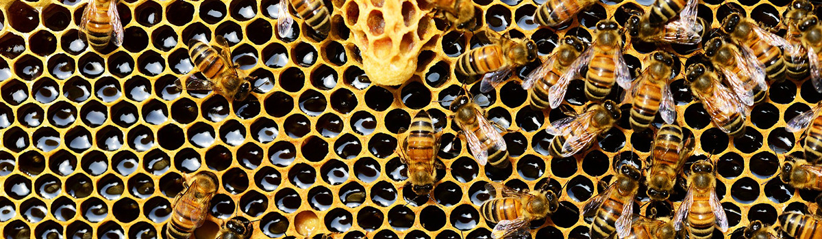 РИПИ поддерживает инициативу Росельхознадзора вернуть ведомству контроль за пестицидами