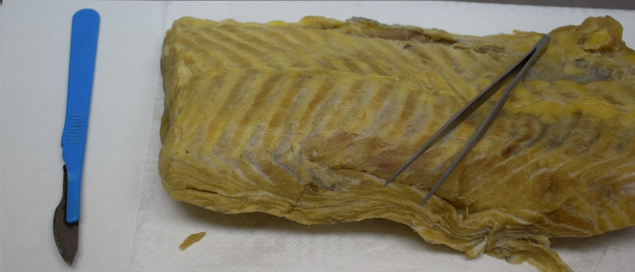 ​Вывести на чистую воду: Красноярский ЦСМ помогает бороться с браконьерством сибирского осетра