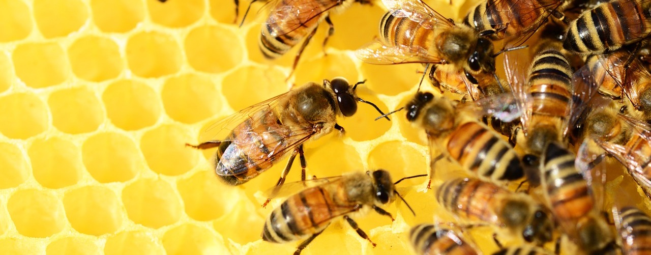 «Красноярский