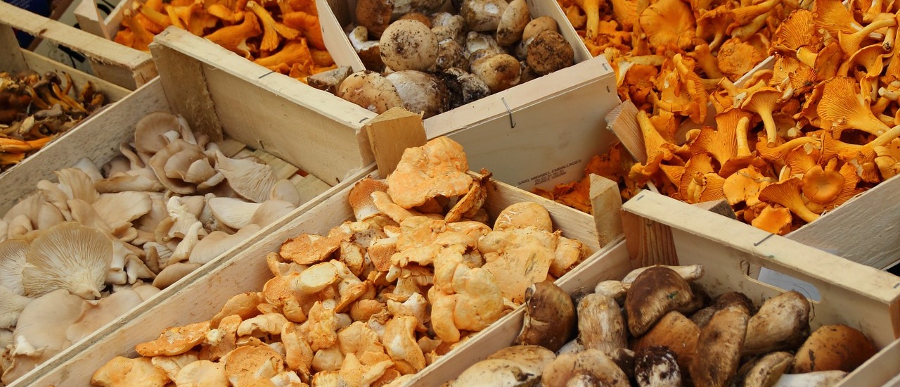 ​Сертификат и фирменный бренд для лесных грибов и ягод – возможны ли?